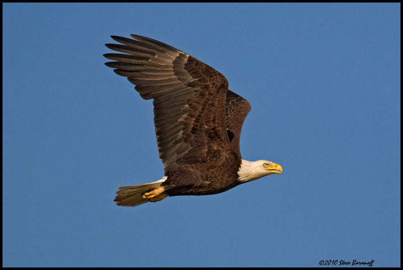 _0SB0591 american bald eagle.jpg
